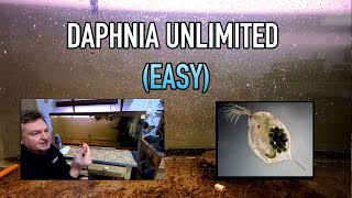 How I Raise Daphnia Water Fleas And You Can Too [upl. by Nevad55]