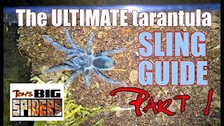 The Ultimate Tarantula Sling Guide  Part 1 [upl. by Bertolde]