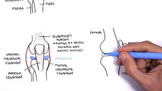 Clinical Anatomy  Knee [upl. by Primaveras]