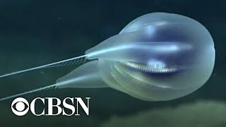 NOAA scientists discover new species of gelatinous marine animal [upl. by Beverly383]