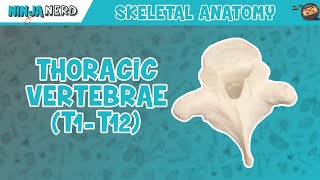 Thoracic Vertebrae T1T12 Anatomy [upl. by Neile944]