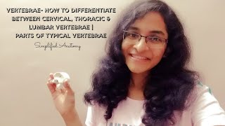 VERTEBRAE  PARTS amp DIFFERENTIATION  ANATOMY  SIMPLIFIED ✔ [upl. by Nnylram]