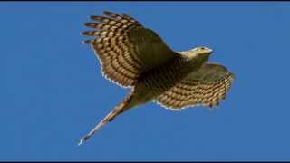 Sparrowhawk Bird Call Bird Song [upl. by Amrita166]