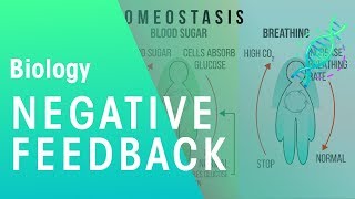 Negative Feedback  Physiology  Biology  FuseSchool [upl. by Initof]