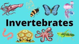 The Diversity of Invertebrates [upl. by Casta]