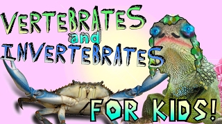 Learning About Vertebrates and Invertebrates [upl. by Lilac]