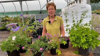 Geraniums for Every Spot in the Garden [upl. by Cleavland]