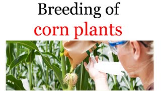 Breeding of corn plants [upl. by Nudnarb148]