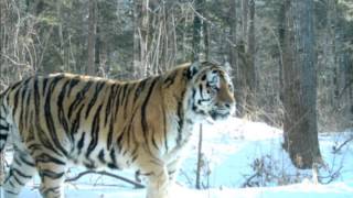 Russian Siberian Tiger  the Biggest and Strongest Cat in the world Weight up to 500kg [upl. by Chao]