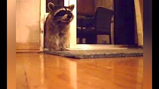 Ozzy Man Reviews Raccoons [upl. by Ger]