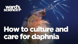 Caring and Culturing for Daphnia [upl. by Seed]