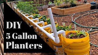 DIY Planters in 5 Gallon Buckets The Next Evolution [upl. by Efron657]