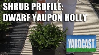 Shrub Profile  Dwarf Yaupon Holly [upl. by Hau]