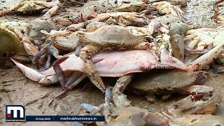 തീരത്ത് നിന്നും വലയെറിഞ്ഞാൽ ഞണ്ടുചാകര  Crab  Muzhappilangad Beach [upl. by Anhej301]