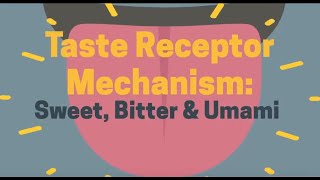 Taste Receptors [upl. by Hultgren]