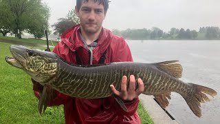 Tiger Musky Fishing from Shore in Southeast Pennsylvania [upl. by Irik]