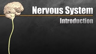 The Nervous System In 9 Minutes [upl. by Enidlareg]