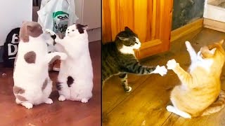 Ozzy Man Reviews Vicious Cat Fights [upl. by Bartholomeo]