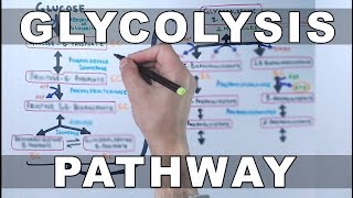 Glycolysis Pathway [upl. by Diad145]