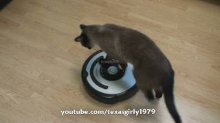 Cat shows HOW TO use iRobot Roomba Vacuum [upl. by Assilav51]