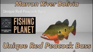 Unique Red Peacock Bass  Marron River Bolivia  Fishing Planet [upl. by Richara]