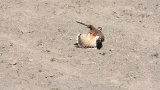 Killdeer broken wing act [upl. by Zaneta68]