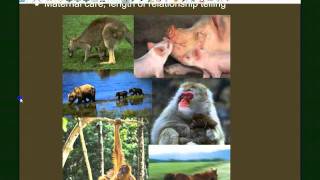 Vertebrate Diversity Mammals [upl. by Ezana]