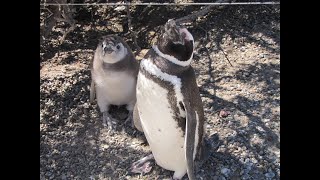 Penguins amp Llamas at Punta Tombo Colony Argentina [upl. by Lokcin]