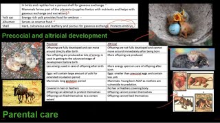 Grade 12 Life Sciences Reproduction in vertebrates [upl. by Natelson]