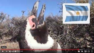 🇦🇷 Do PENGUINS Make Noise Worlds Largest Penguin Colony Punta Tombo ARGENTINA [upl. by Carpet]