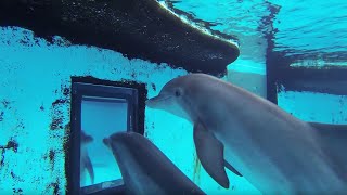 Dolphins How Smart are They Actually  Inside the Animal Mind  BBC Earth [upl. by Phares637]