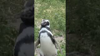 Magellanic Penguin [upl. by Sacram]