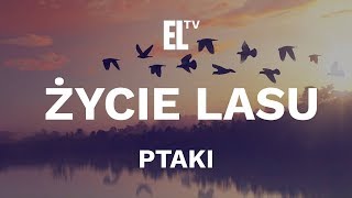 Życie lasu – ptaki film przyrodniczy [upl. by Chessy]