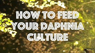 How To Feed Your Daphnia Culture [upl. by Tchao596]