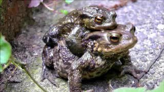 ► MATING TOADS amp EGGS [upl. by Hokanson]