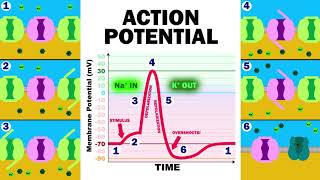 THE ACTION POTENTIAL [upl. by Atin]