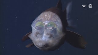 MBARIs Top 10 deepsea animals [upl. by Eilzel629]