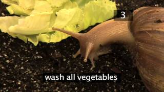 How To Care For Giant African Land Snails [upl. by Suzie]