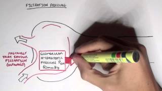 Nephrology  Glomerular Filtration [upl. by Calle]