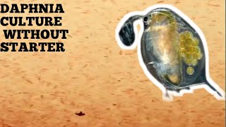 HOW TO CULTURE DAPHNIA NATURALLY WITHOUT A STARTER [upl. by Spillar426]