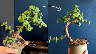 Wiring a Portulacaria Afra for bonsai  Little Jade Bonsai [upl. by Allicerp485]