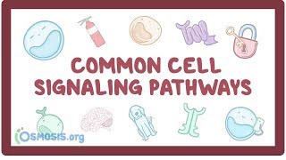 Common cell signaling pathway [upl. by Atsedom]