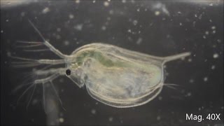 Daphnia magna under the Microscope [upl. by Auqenahc]