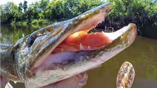 Pike And Muskie Were CRUSHING The Whopper Plopper [upl. by Sucramal18]