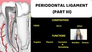 Anatomy  The Inguinal Ligament amp Inguinal Canal [upl. by Minetta947]