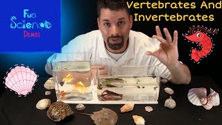 Vertebrates and Invertebrates [upl. by Arodasi]