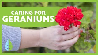 CARING FOR GERANIUMS 🌸🍃 Pruning irrigation light and more [upl. by Nevar]