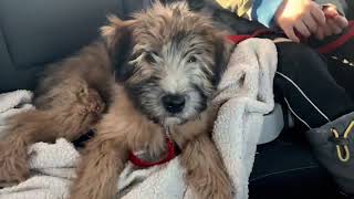 Welcoming our Wheaten Terrier Puppy [upl. by Liw]