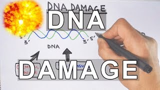 Overview of DNA Damage [upl. by Aivartal]