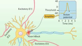 Summation of Postsynaptic Potentials [upl. by Anella]